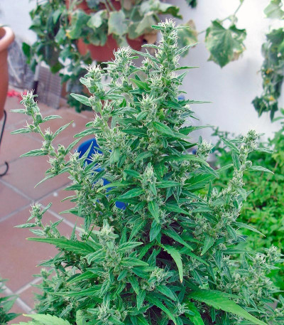 Семена сорта Speed Devil Auto fem (Sweet Seeds)