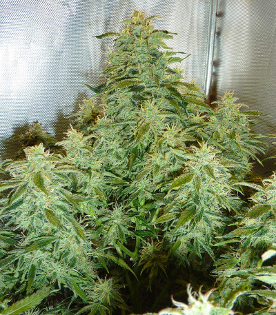 Семена сорта Original Auto Critical fem (FastBuds)