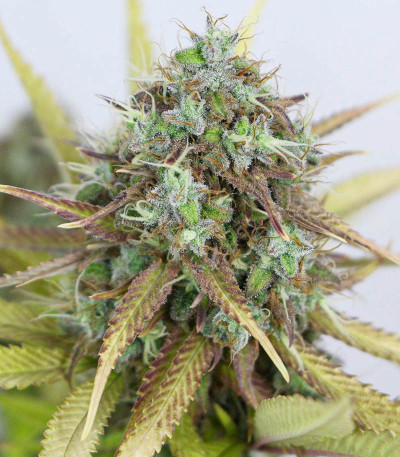 Семена сорта Shogun fem (Royal Queen Seeds)