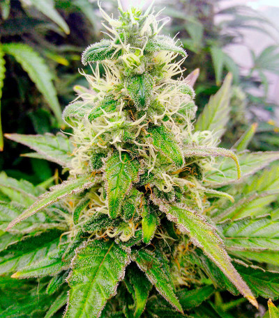 Семена сорта Slurricane fem (Advanced Seeds)