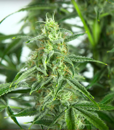 Семена сорта Sour Diesel Autoflowering fem (Dinafem Seeds)