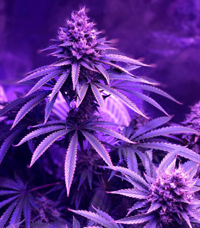 Семена сорта Strawberry Amnesia fem (Herbies Seeds)