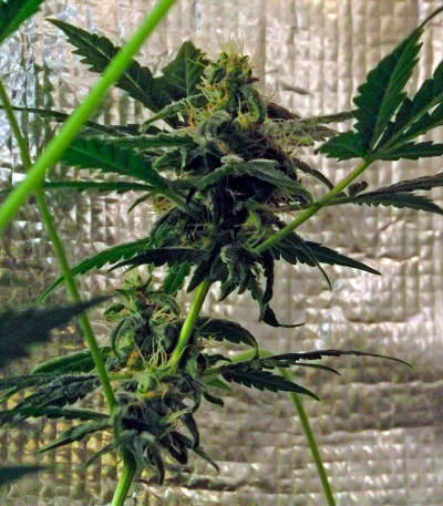 Семена сорта White Domina Max Auto fem