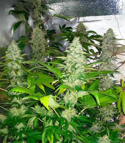 Семена сорта Grandaddy Purple fem