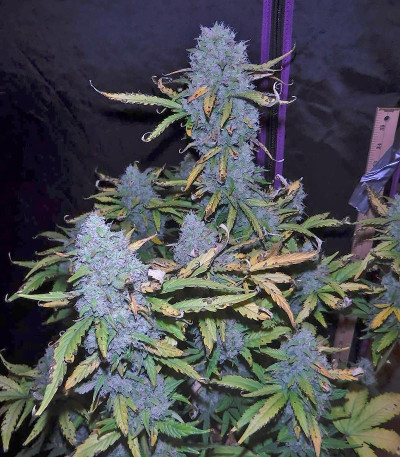 Семена сорта Green Crack Auto fem (FastBuds)
