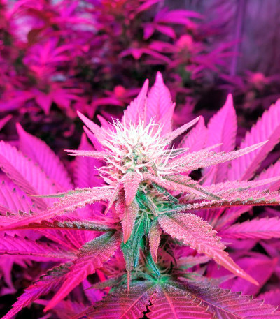 Семена сорта Lost Coast Hash Plant fem