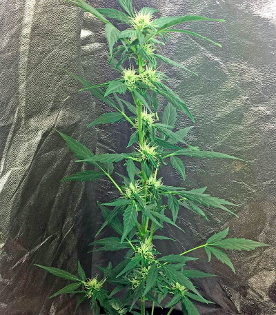 Семена сорта Moby Dick Autoflowering fem (Dinafem Seeds)