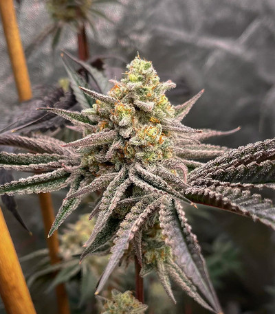 Семена сорта Poddy Mouth fem (Humboldt Seed Company)