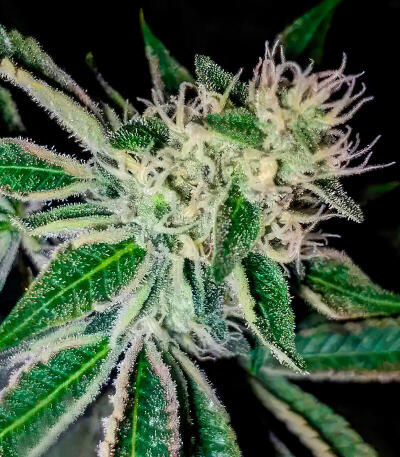 Семена сорта Turbo fem (UKHTA)