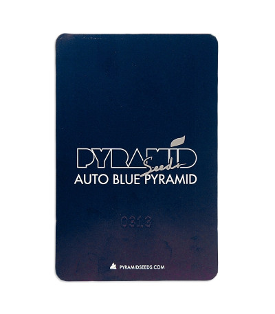 Семена сорта Auto Blue Pyramid fem (Pyramid Seeds)