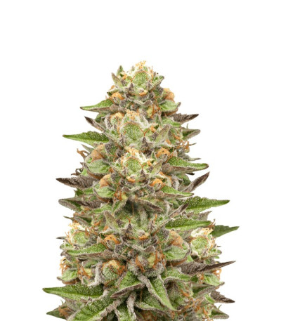 Семена сорта Green Gelato fem (Royal Queen Seeds)