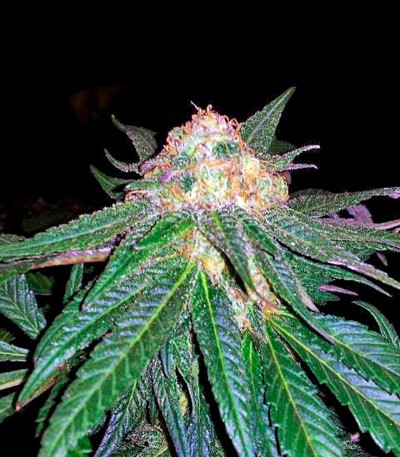 Семена сорта Caboose fem (Strain Hunters)