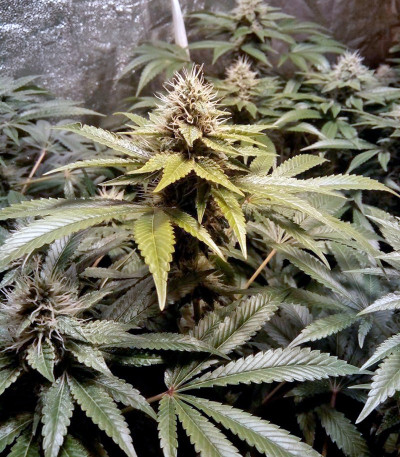 Семена сорта LSD fem (Barney's Farm)