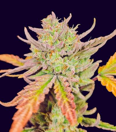 Семена сорта Peach Crescendo Auto RF3 fem (Ethos Genetics)