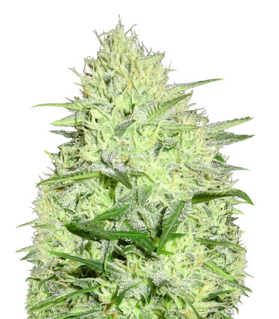 Семена сорта Berries & Cheese fem (Sumo Seeds)