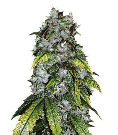 Семена сорта Good Wild Shark fem