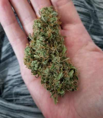 Семена сорта Auto Fresh Candy fem (Pyramid Seeds)