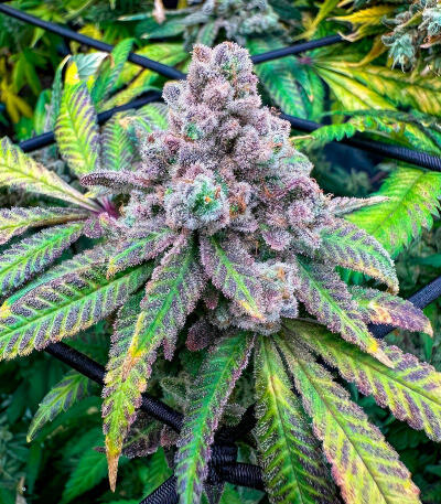 Семена сорта Zkittlez x Grapefruit (7CH Seeds & Cali Buds Seeds)