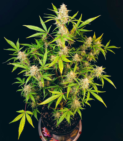 Семена сорта Ztrawberriez Auto fem (FastBuds)