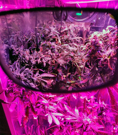 Семена сорта Big Bang Auto fem (Green House Seeds)