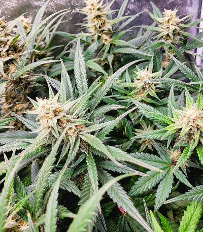 Семена сорта HulkBerry Automatic fem (RQS)