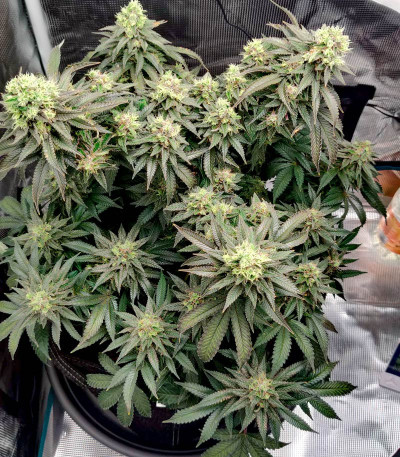 Семена сорта Vanilla Kush fem (Barney's Farm)