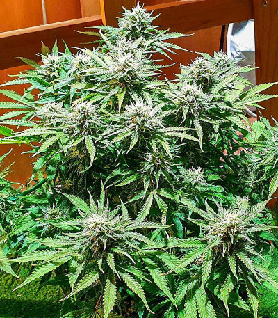 Семена сорта Auto Gelato #33 fem (Advanced Seeds)