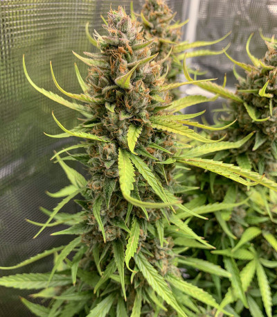 Семена сорта Auto Orange Bud fem (Dutch Passion)