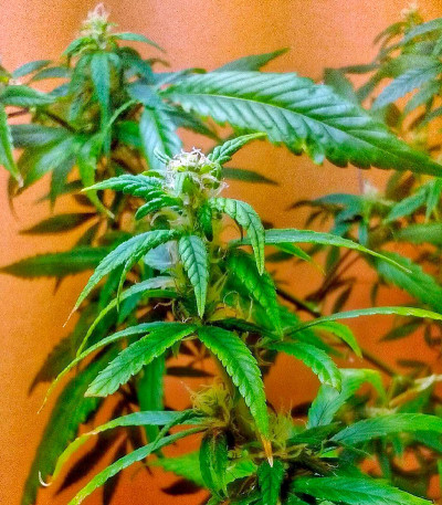 Семена сорта Lemon OG Haze Automatic fem (Nirvana Seeds)