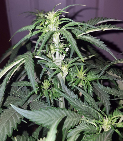 Семена сорта Stardawg auto fem (FastBuds)