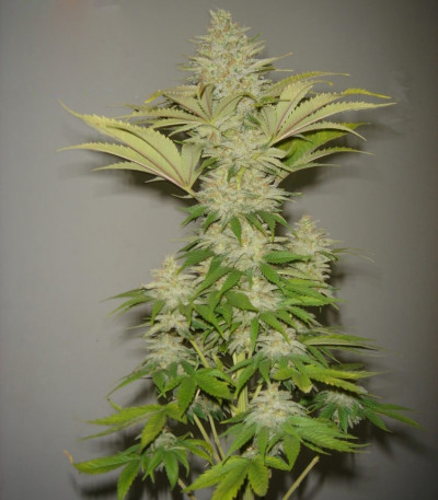 Семена сорта Bubblicious fem (Resin Seeds)