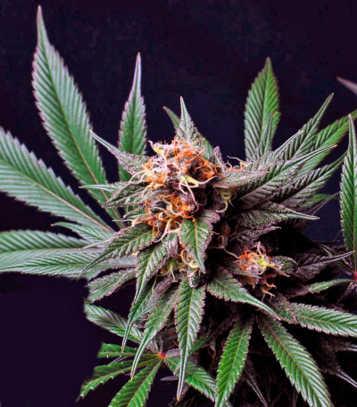 Семена сорта CBD Blue Shark fem