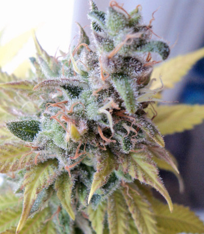 Сорт марихуаны Cream Caramel fem (Sweet Seeds) 