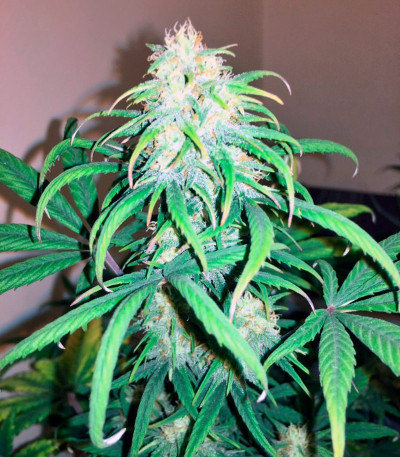 Семена конопли Exodus Cheese Auto