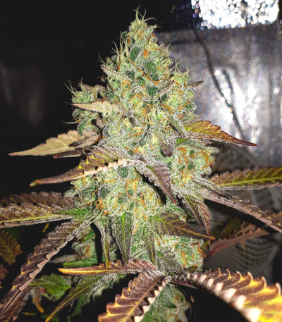 Семена сорта Grandaddy Purple fem