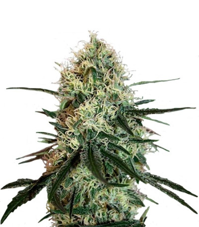 Семена сорта Chronic Thunder fem