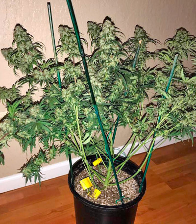 Семена сорта Auto Bubble Gum fem (00 Seeds)