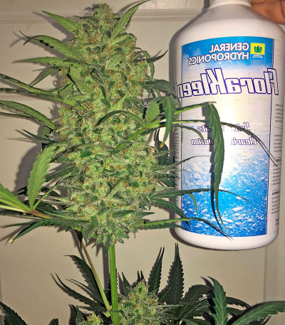 Семена конопли Blue Kush Autoflowering 