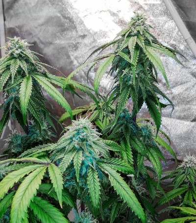 Семена сорта Gelato fem (Семяныч)