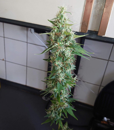 Семена сорта Amnesia Haze (Haze 1) fem (Nirvana Seeds)