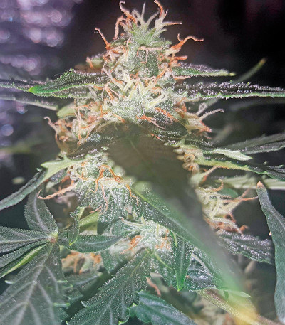 Семена сорта Lemon OG Haze Automatic fem (Nirvana Seeds)