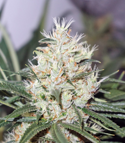 Сорт каннабиса The Edge