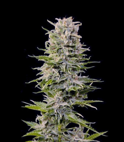 Семена сорта Auto Ak fem