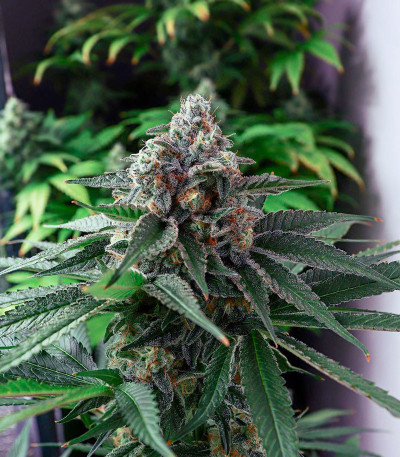 Семена сорта King's Juice (Green House Seeds)