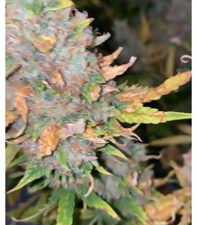 Семена сорта 2 Fast 2 Vast Auto fem (Heavyweight Seeds)