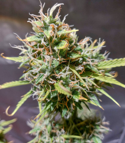 Семена сорта Auto Ultimate fem (Dutch Passion)