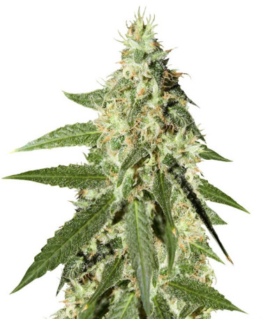 Семена сорта Amnesia Auto fem (Семяныч)