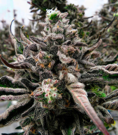 Семена сорта Permanent Marker Auto fem (7CH American)