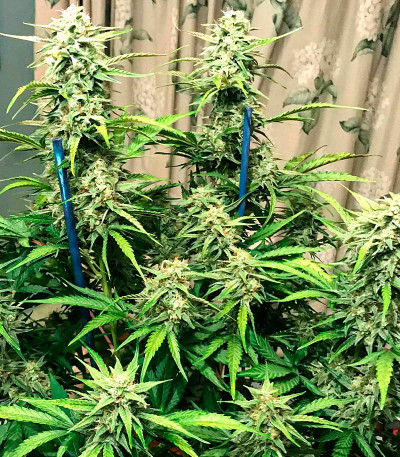 Семена сорта Bruce Banner fem (Семяныч)