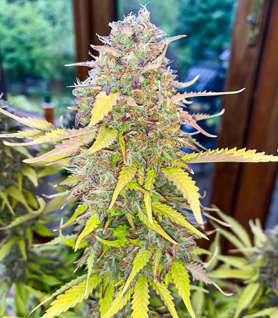 Семена сорта Acid Rain Autoflower (LSD) fem (Easy Grow Seeds)